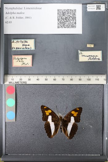 Media type: image;   Entomology 145228